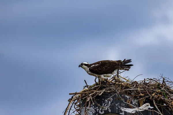 Osprey Pandion Haliaetus Also Known Sea Hawk Its Nest Cloudy — Stock Photo, Image