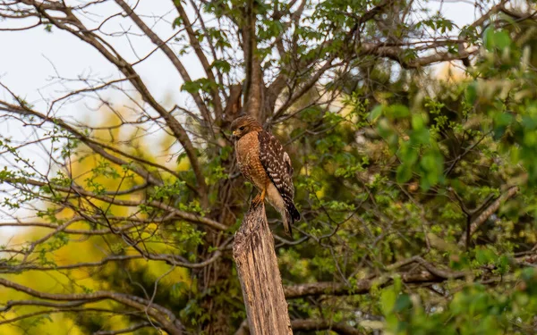 Tiro Baixo Ângulo Falcão Numa Árvore Numa Floresta Durante Dia — Fotografia de Stock