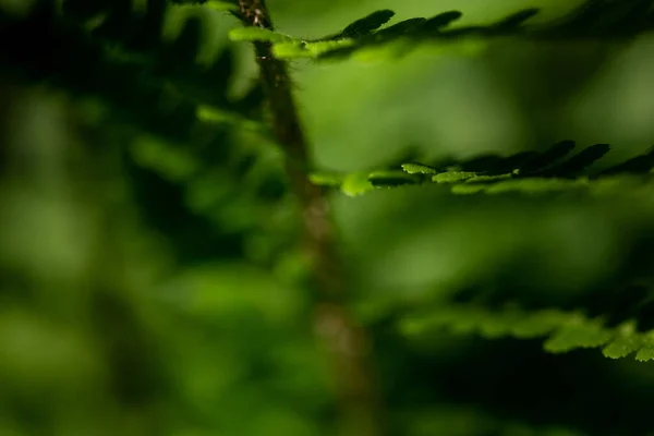 Een Prachtig Uitzicht Varenbladeren Een Tuin Een Wazige Achtergrond — Stockfoto