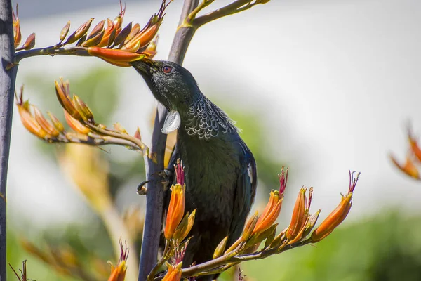 Colorido Tui Alimenta Linho Wellington — Fotografia de Stock