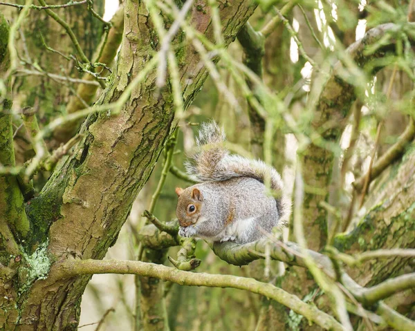Ein Niedliches Pelziges Eichhörnchen Auf Einem Baum — Stockfoto