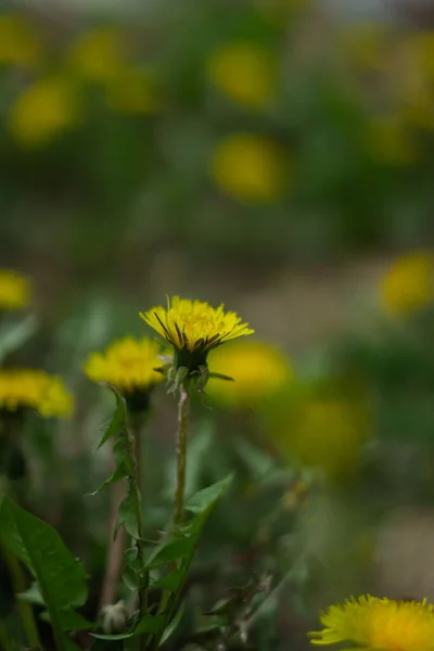 Een Close Wilde Bloemen Bloeien Het Vroege Voorjaar — Stockfoto