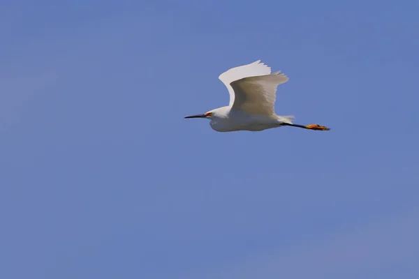 Närbild Stor Egret Flyger Skyn — Stockfoto