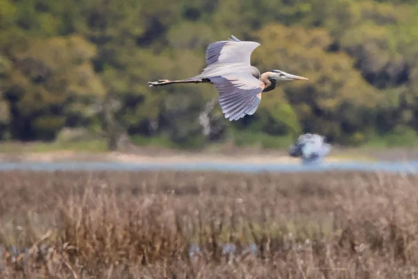 Closeup Shot Grey Heron Flying Field — Stock Photo, Image