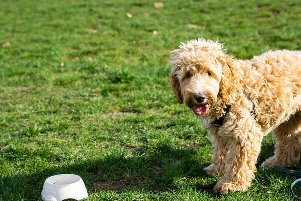 拍到一只可爱的科卡波犬在伦敦草地公园里玩耍 看着摄像机的特写镜头 — 图库照片