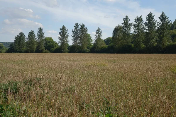 Late Summer Landscape Northern France Grain Field Trees Moselle Bas — Stock Photo, Image