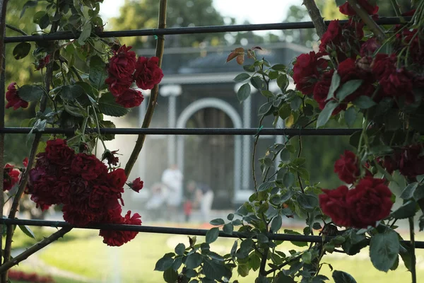 Valikoiva Keskittyä Laukaus Kukkivat Vaaleanpunaiset Ruusut Puutarhassa Schonbrunn Wien — kuvapankkivalokuva