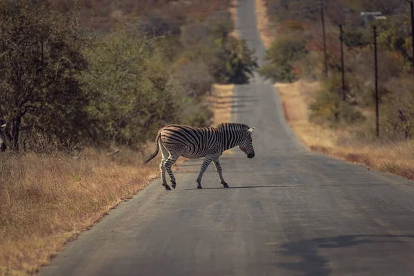 Una Hermosa Foto Una Cebra Cruzando Camino Hormigón — Foto de Stock