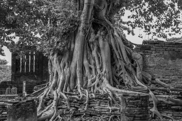 Baumwurzeln Tai Tempel Wat Mahathat Ayutthaya Thailand Südostasien — Stockfoto