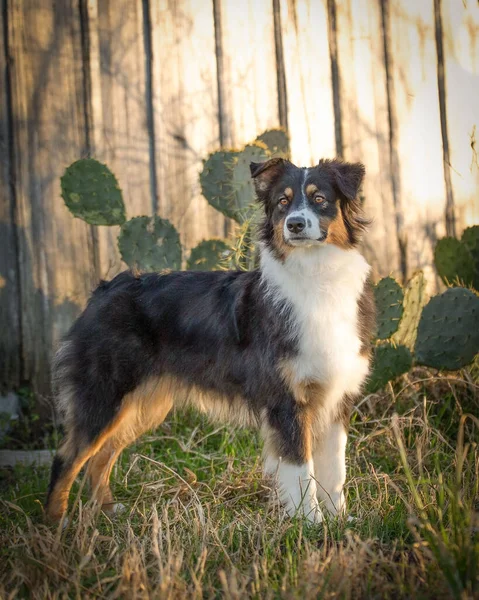 Vertical Shot Standard Australian Shepherd Attentive Glance Standing Grass — Stock Fotó