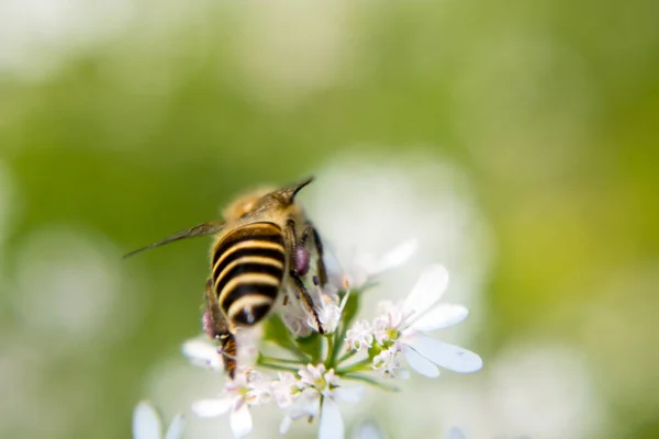 Bee Collecting Nectar Flower Coriander Scientific Name Coriander Coriandrum Sativum — Stock Photo, Image