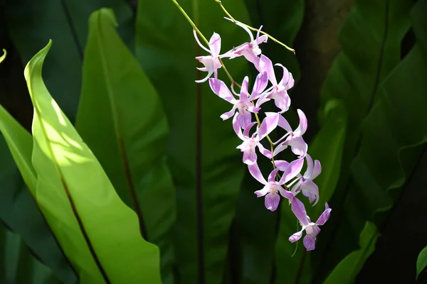 Closeup Blooming Orchid Flowers Garden — Fotografia de Stock