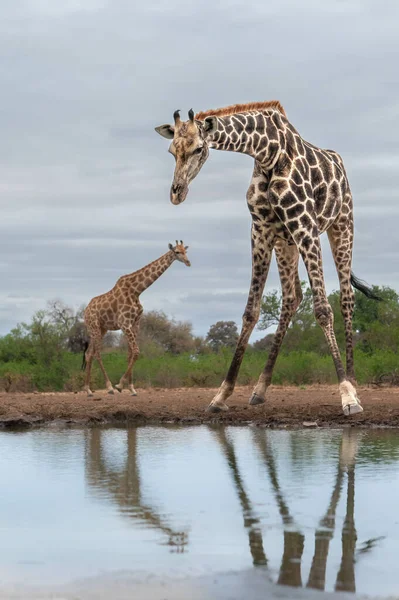 Two Cute Giraffes Long Necks Pond Side — Stockfoto