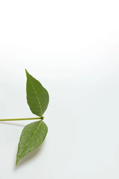 Green Leaves Fern Tropical Rainforest Isolated White Background Soft Light — Stock Photo, Image