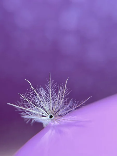 Вертикальный Снимок Лепестка Одуванчика Фиолетовом Фоне — стоковое фото