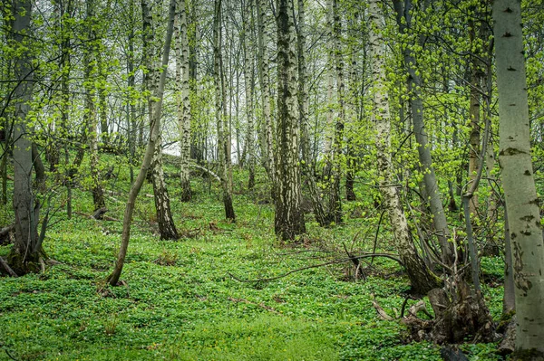 Beautiful View Trees Wildflowers Grown Forest — 스톡 사진