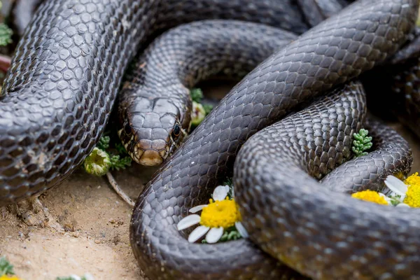 Close Macro Shot Black Western Whip Snake Hierophis Viridiflavus Basking — Stock Photo, Image