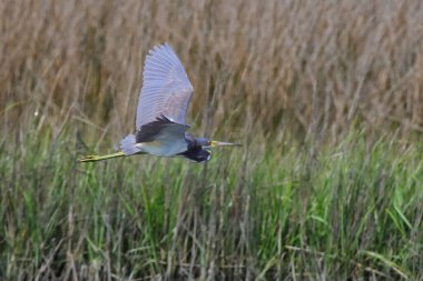Uçan gri balıkçıl için seçici bir odak noktası.