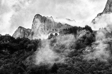 A grayscale shot of the Swiss Alps with thick trees and fog in the foreground