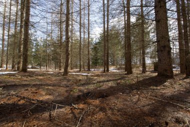 Güneşli bir günde ormandaki yeşil yüksek ağaçların olduğu bir manzara.