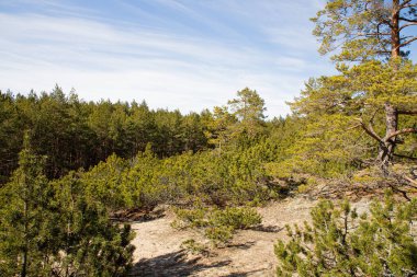 İnce mavi bir gökyüzünün altındaki sık bir ormanın doğal manzarası.