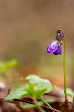 A closeup of a beautiful Sweet violet (Viola odorata) flower growing in a garden on a sunny day