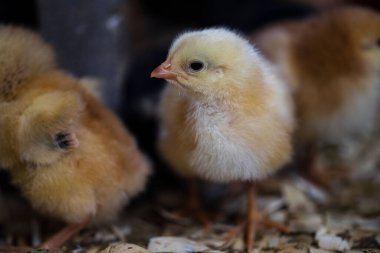 Yavru tavuk çiftliğinde.