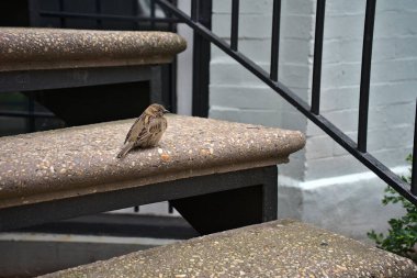 A closeup of a sparrow on a step of stairs