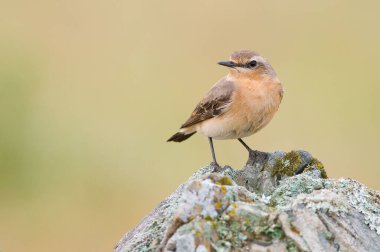 Kayaya tünemiş kuzeyli bir kuyrukluyıldızın yakın plan portresi