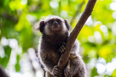 Arka planda bulanık bir ağaçta sevimli bir lemur hayvanın yakın plan fotoğrafı.