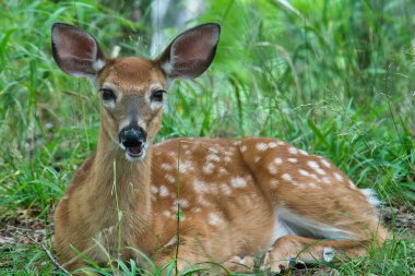 A closeup of a white-spotted fawn lying on the ground in a forest