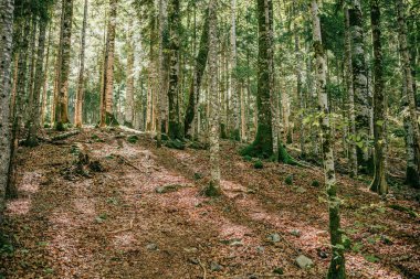 Karadağ 'da güneşli bir günde yeşil ağaçlar ve bitkilerin manzarası