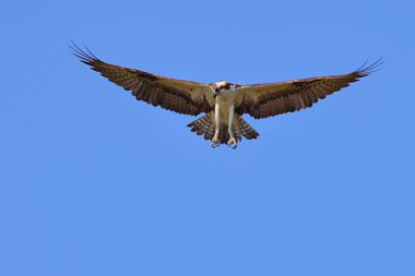 Mavi gökyüzünde süzülen bir Osprey manzarası