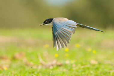 Gök mavisi kanatlı saksağan kuşunun sığ bir odağı