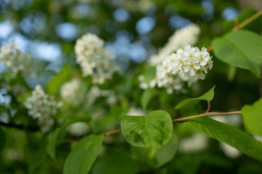A closeup shot of a blooming bird cherry tree branch