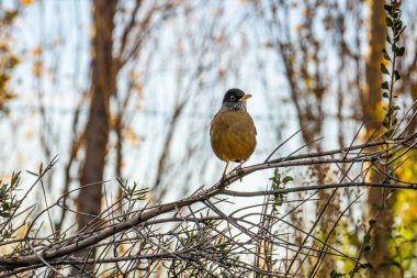 A true thrush bird perched on a branch on a blurred background