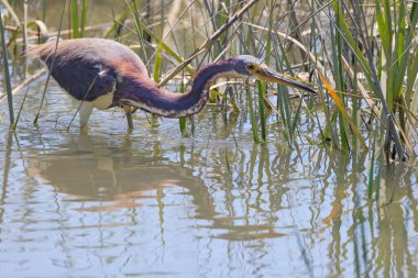 Güneşli bir günde nehirde yiyecek arayan büyük balıkçıl kuşunun güzel bir görüntüsü.