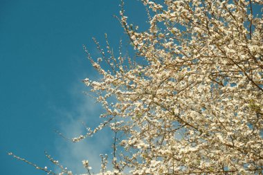 Güneşli bir bahar gününde beyaz çiçekli kiraz ağacı.