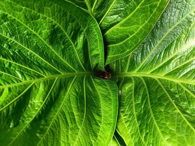 Büyük yeşil yaprakların yakın çekimi.