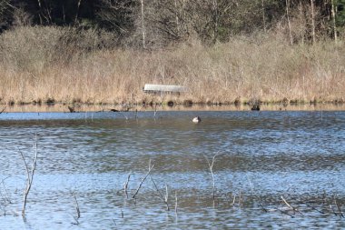 Gölde yüzen ördeğin güzel manzarası