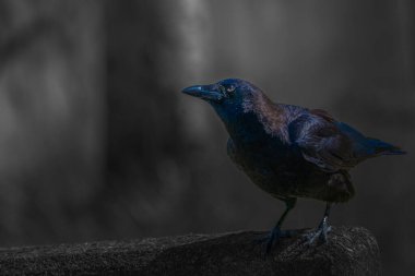 A CROW WITH A VERY CLEAR EYE PERCHED ON A CONCRETE WALL WITH A SUBDUDED BACKGROUND ON MERCER ISLAND WASHINGTON