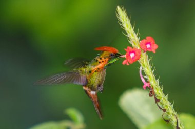 A macro focus shot of a tufted coquette collecting pollen from pink flowers