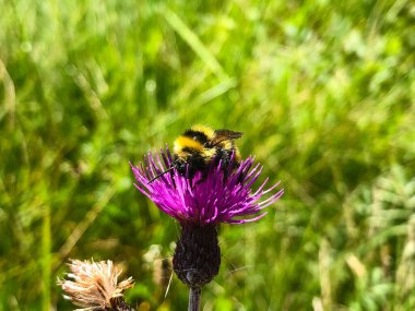 Arı bir çiçeği döller. Arı çiçeğe konar. Arı polen topluyor. Arı polen dağıtır..