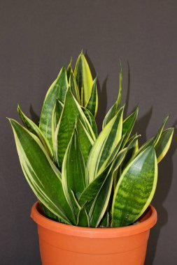 Bild einer Pflanze, die die Luft saltanatı