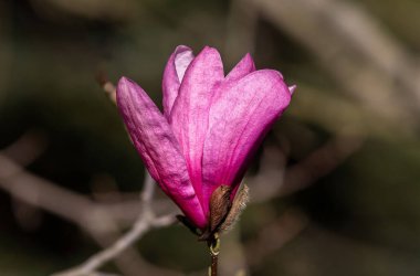 A closeup of a beautiful pink magnolia flower under the sunlight
