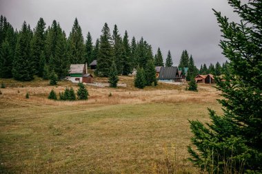 The small rural cottages surrounded by green coniferous trees. Hiking, Montenegro.
