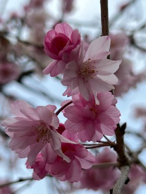 Bulanık bir arka planda dalda pembe çiçeklerin dikey görüntüsü