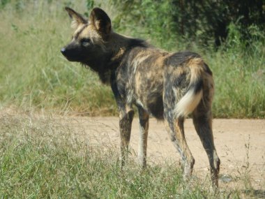 Afrika vahşi köpeğinin (Lycaon pictus) bir tarlada seçilmiş hali.