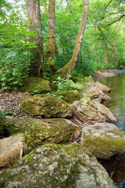 Yazın ormanda dere, Trier yakınlarında Almanya 'da manzara, Moselle Vadisi' nde nehir Ruwer, doğa.