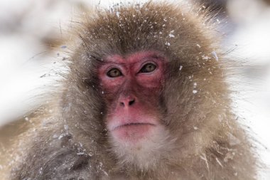 Şirin pembe suratlı bir maymunun yakın plan fotoğrafı.